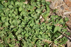 Trifolium repens