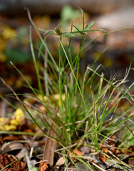 Cyperus gracilis