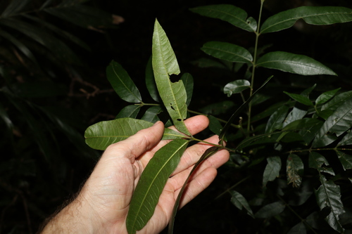 Image of Flindersia xanthoxyla by (c) Greg Tasney, some rights reserved (CC BY-SA)