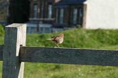 Erithacus rubecula