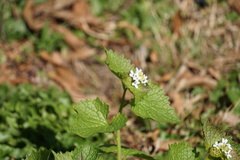 Alliaria petiolata