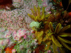 Pleurobranchaea tarda