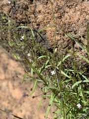 Oldenlandia herbacea