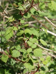 Rubus phoenicolasius