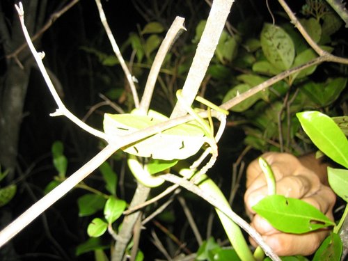 Opheodrys aestivus
