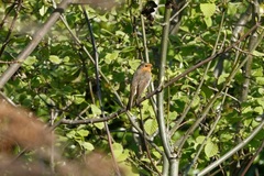 Erithacus rubecula