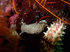 Pleurobranchaea tarda