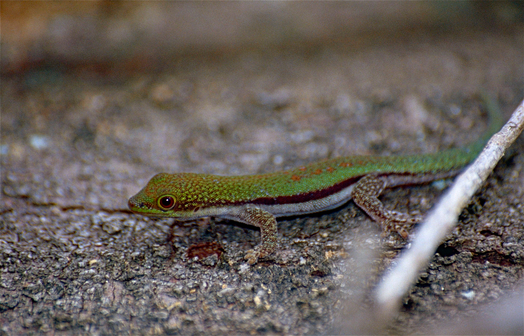 Small Lined Day Gecko