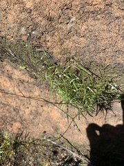 Oldenlandia herbacea