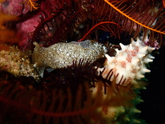 Pleurobranchaea tarda