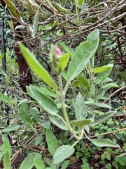 Salvia officinalis