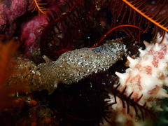 Pleurobranchaea tarda