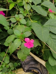 Impatiens
