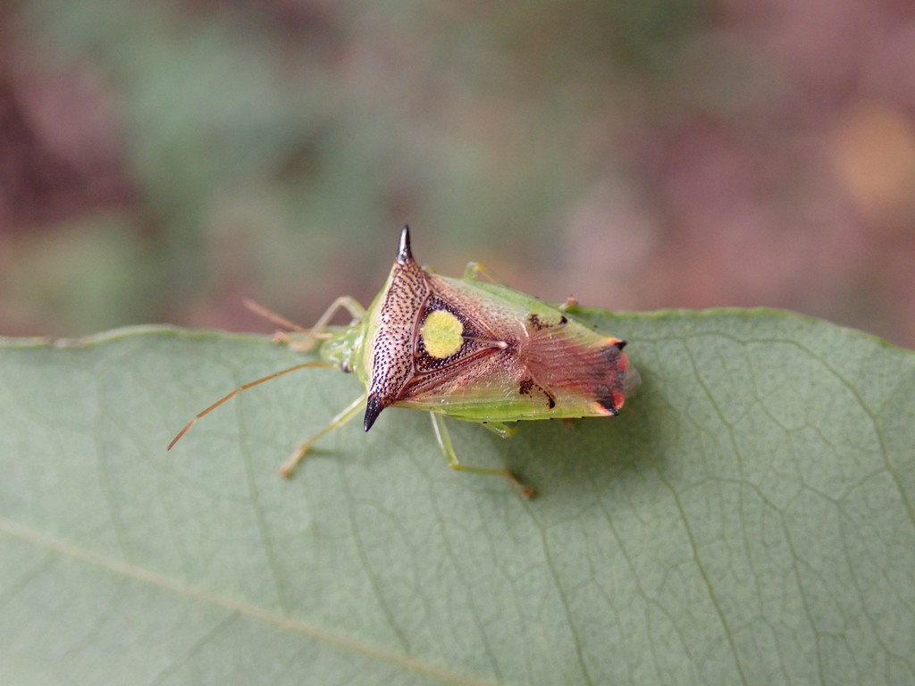 Sastragala smaragdina