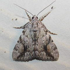 Catocala amica