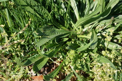 Plantago lanceolata