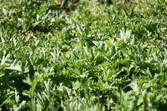 Artemisia vulgaris