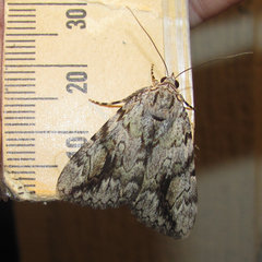 Catocala amica