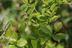 Celastrus orbiculatus