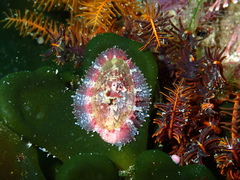 Fissurella mutabilis