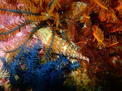 Turritella carinifera