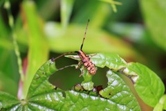 Cremnosterna carissima