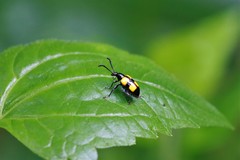 Lilioceris quadripustulata