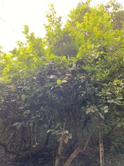 Capparis micracantha