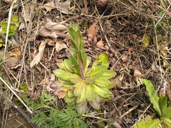 Arabis sagittata borealis