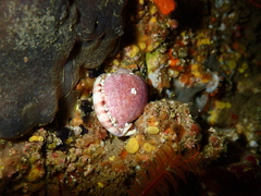 Semicassis zeylanica