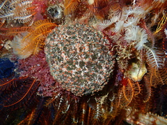 Pseudodromia rotunda