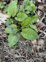 Rumex obtusifolius