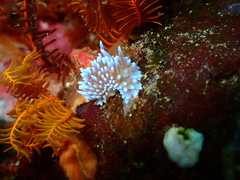 Antiopella longidentata