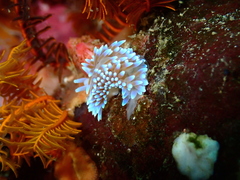 Antiopella longidentata