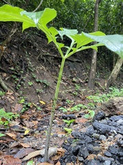 Amorphophallus paeoniifolius
