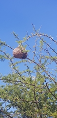 Ploceus velatus