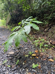 Amorphophallus paeoniifolius