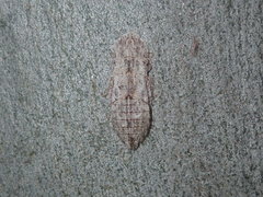 Ledromorpha planirostris