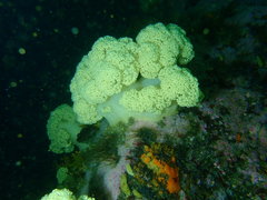 Pseudonephthea liltvedi