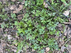 Ranunculus repens