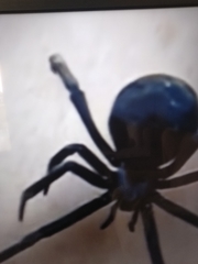 Steatoda paykulliana