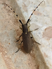 Agapanthia annularis