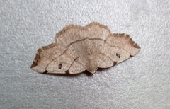 Eilicrinia trinotata