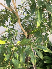 Heteropyxis natalensis