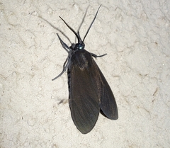 Lepidoptera