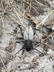 Dorcadion fuliginator