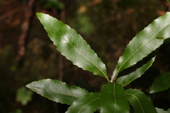 Lomatia arborescens