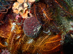 Alcyonidium nodosum