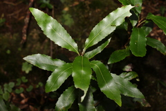 Lomatia arborescens