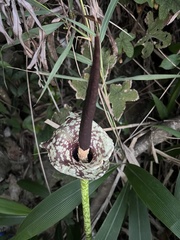 Amorphophallus kiusianus